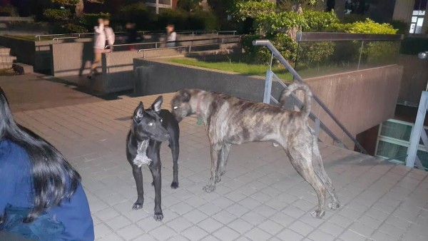 有人將校外黑狗(左) 帶至校內二次棄養 途中列管的定居流浪犬(右) 正在嘗試驅趕。 作者提供