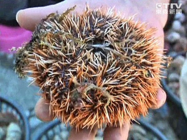 馬糞海膽被人為捕撈而數量銳減。 圖片來源：東森新聞