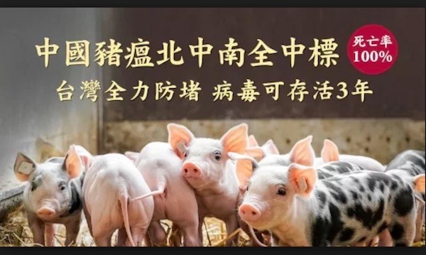 中國豬瘟已擴散，致死率百分百。 圖片來源：看中國