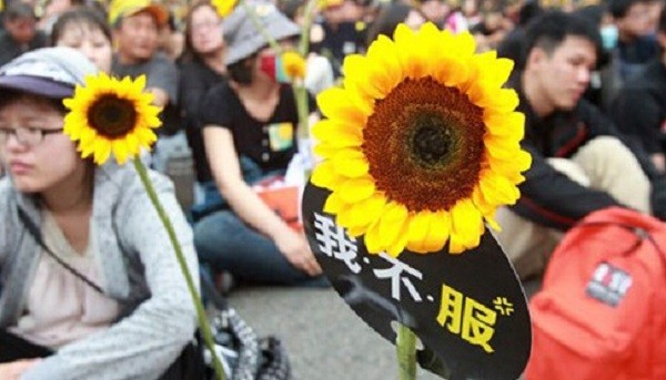 韓流滅了太陽花精神？ 圖片來源：新浪網