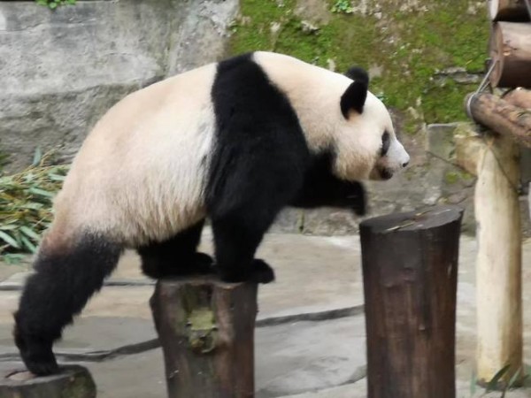 中國贈高雄市一對熊貓。 圖片來源：華視