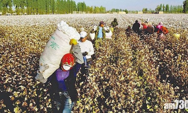 新疆棉是中共強迫維吾爾人勞動生產。 圖片來源：經濟一週