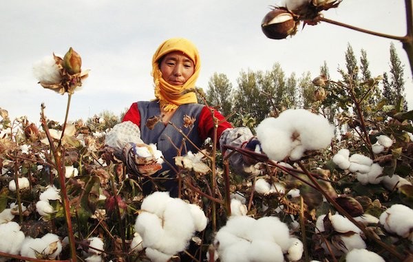 新疆棉的人權問題成為歐美與中國的角力戰。 圖片來源：歐新社