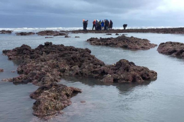 藻礁公投近來吸引民眾關注。 圖片來源：風傳媒