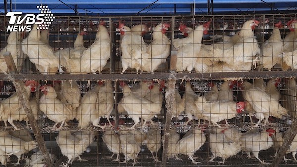 食品業對於動物宰殺方式未必人道。 圖片來源：TVBS