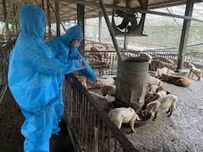從國會看非洲豬瘟：中央應立即接管